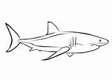 Coloring Pages Shark Sharks Cartoon Comment Logged Must Post sketch template
