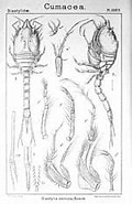 Afbeeldingsresultaten voor Diastylis cornuta. Grootte: 118 x 185. Bron: commons.wikimedia.org
