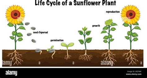 life cycle   sunflower plant diagram  science education