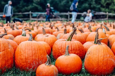 Pumpkin Patches To Visit This Fall In Ottawa Altis Recruitment Blog
