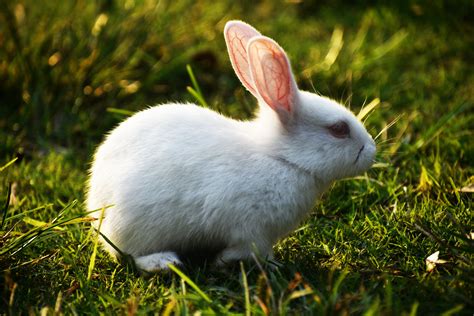 white rabbit  green grass  stock photo