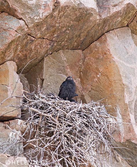 helena garcia crows nest