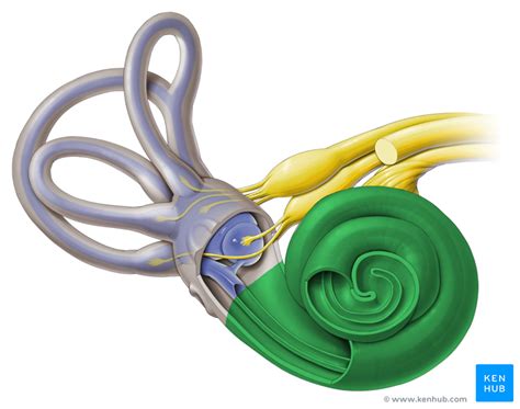 cochlear system    hear anatomy kenhub