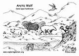 Ecosystem Tundra sketch template
