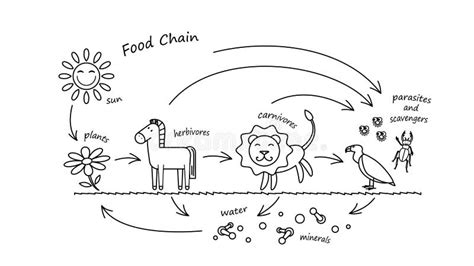 food chain web coloring pages worksheet printable biology chains