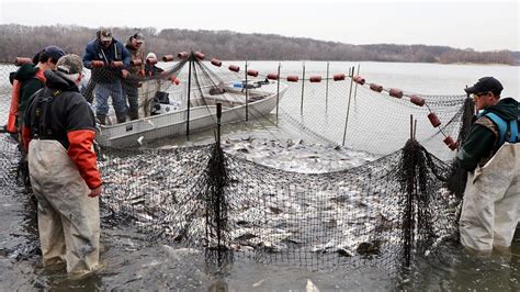 Budget Cuts Could Hinder Efforts To Keep Asian Carp Out Of Great Lakes