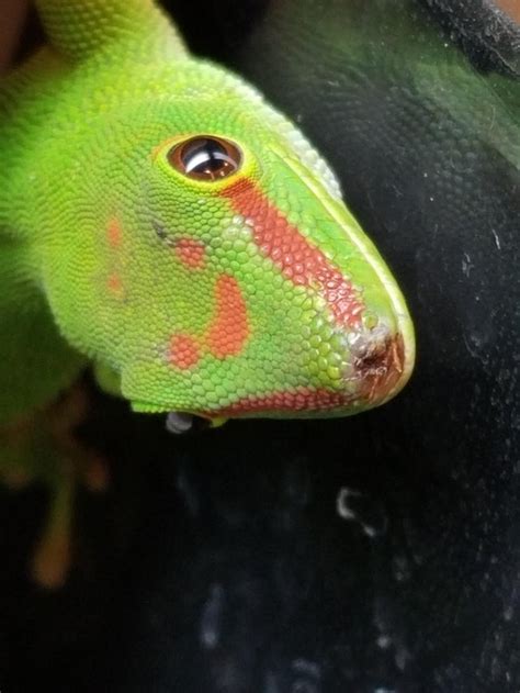 day geckos nose     sore im worried