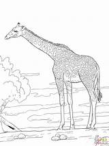 Giraffa Giraffe sketch template