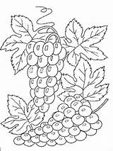 Uvas Ausmalbilder Trauben 10dibujos Bordar Frutas виноград sketch template
