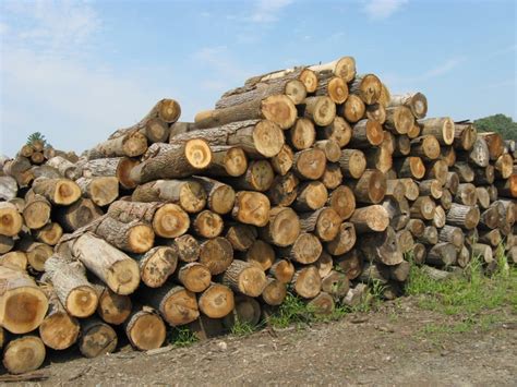 logs lumber riephoff sawmill