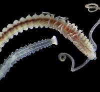 Afbeeldingsresultaten voor "polydora Paucibranchiata". Grootte: 200 x 185. Bron: www.pinterest.com.au