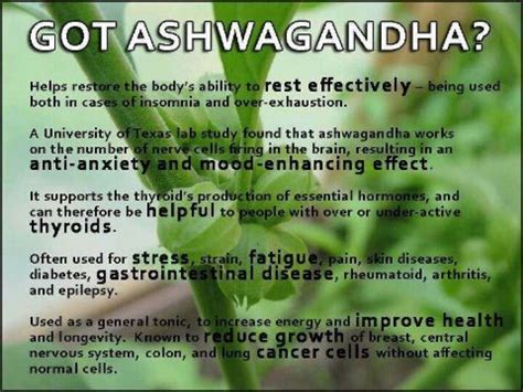 ancient miracle herb ashwagandha