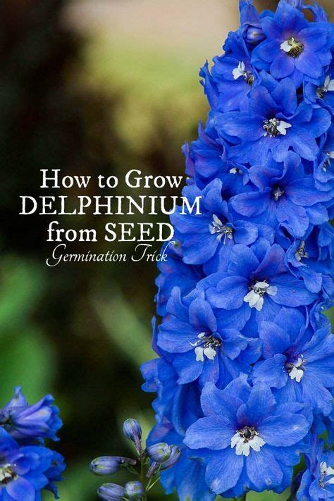 germination trick  stubborn delphinium seeds   plant seeds
