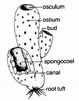 Sponge Anatomy Sponges Schursastrophotography sketch template