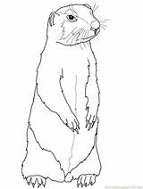 Groundhog Coloring Getdrawings Pages sketch template