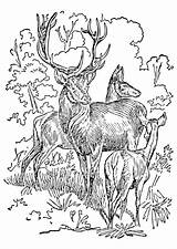 Stag Coloring Doe Drawing Line Getdrawings sketch template