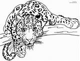 Jaguar Outline Coloring Drawing Pages Printable Print Getdrawings sketch template