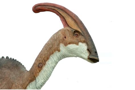 parasaurolophus dinosaurs photo 35340456 fanpop