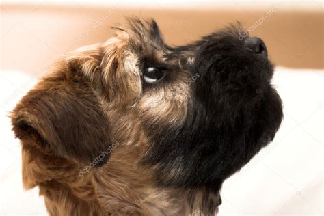 small brown puppy stock photo  babenkodenis