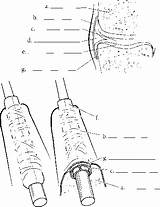 Synovial Modified Tendon Sheaths Membrane Cord Spinal Layers Bursa Bone Cavity Capsule Joint Answer Key sketch template