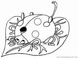 Ladybug Buburuza Colorat Bug Grouchy Planse Copilul Frunza Ladybugs Desene Femei Animate Cai Futute Fata Animale Coloringhome Educatie Alte sketch template