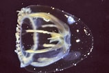 Afbeeldingsresultaten voor "melicertum Octocostatum". Grootte: 159 x 106. Bron: testseite.unterwasser-welt-nordsee.de