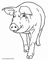 Pig Coloring Pages Printable Kids Cool2bkids sketch template