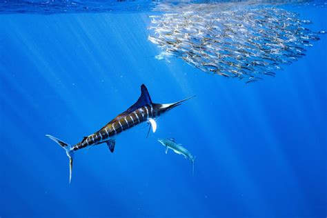 world record  biggest blue marlin american oceans
