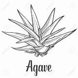Agave Clipart Vector Cactus Plant Illustration Clipground Ingredient Drawn Hand Background Blue Designlooter sketch template