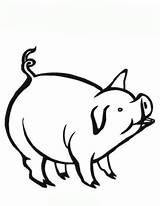 Schwein Malvorlage Kostenlos Drucken sketch template