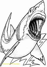 Shark Coloring Pages Megalodon Drawing Great Printable Hungry Color Realistic Kids Print Colouring Sharks Sharknado Getcolorings Template Clipart Getdrawings Drawings sketch template