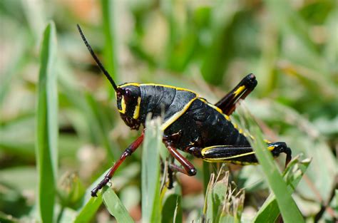 florida grasshopper sibyllogycom