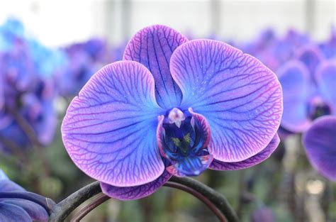 purple fusion orchids plants floral