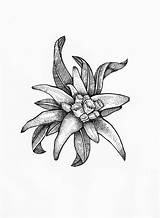 Flower Edelweiss Tattoo Drawing Courage Azalea Tattoos Getdrawings Symbolises Snow Winter Choose Board sketch template
