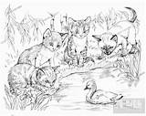 Kittens Colouring Ming Edge Four Story Book Meets Farm Pond Cygnet Looking Stock Mev Agefotostock Tarrant Audrey Illustration sketch template