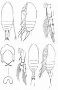 Afbeeldingsresultaten voor "paracalanus Campanari". Grootte: 120 x 185. Bron: www.researchgate.net