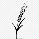 Barley Drawing Svg Clipart Leaf Grasses Coloring Book Vector Ausmalbild Branch Drawings Monochrome Designlooter Save Clipground Pngwing 08kb 200px Favpng sketch template