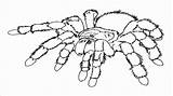 Venenosa Aranha Spiders Colorir Funnel Imprimir Coloringtop Coloringbay Spiderman sketch template