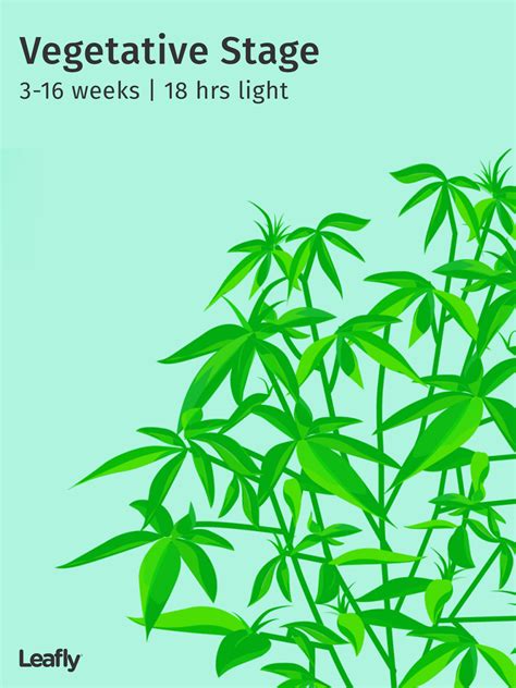 stages   cannabis plant growth cycle  pictures mj pureplay index