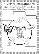Butterfly Cycles Preschoolactivities Frog Actvities Insects Hungry Salvato sketch template