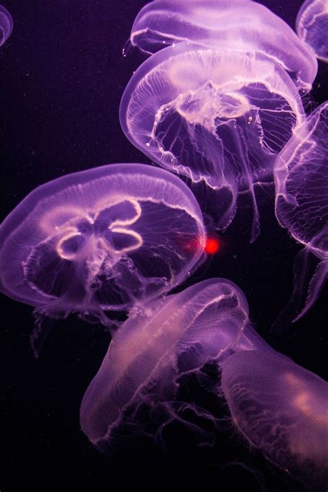 pin  miriampromise  quallen haare jellyfish art trippy