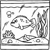 Coloring Aquarium Pages Fish Tank Animated Colouring Coloringpages1001 Tanks Aquariums Library Clipart Live Comments Gifs sketch template