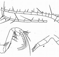 Afbeeldingsresultaten voor Cornucalanus robustus Orde. Grootte: 192 x 185. Bron: copepodes.obs-banyuls.fr