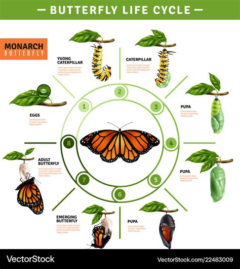 butterfly life cycle infographics royalty  vector image