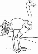 Avestruz Ostrich Colorear sketch template