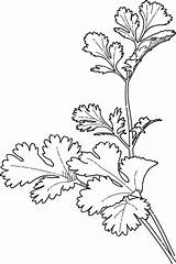 Coriander Cilantro Drawing Visit Coloring Pages sketch template