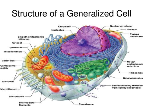 overview  cell structure