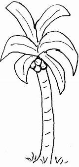 Tree Coloring Chicka Boom Palm Pages Coconut Getcolorings Leaves Printable Drawing Templates Getdrawings Colouring Colorings sketch template