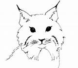 Linces Lynx Lince Coloring Coloriages sketch template