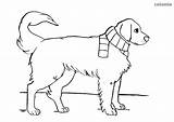 Golden Retriever Coloring Pages Dogs Dog Animals Printing sketch template